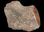 Polished Dinosaur Bone (Gembone) Section - Colorado #72976-2